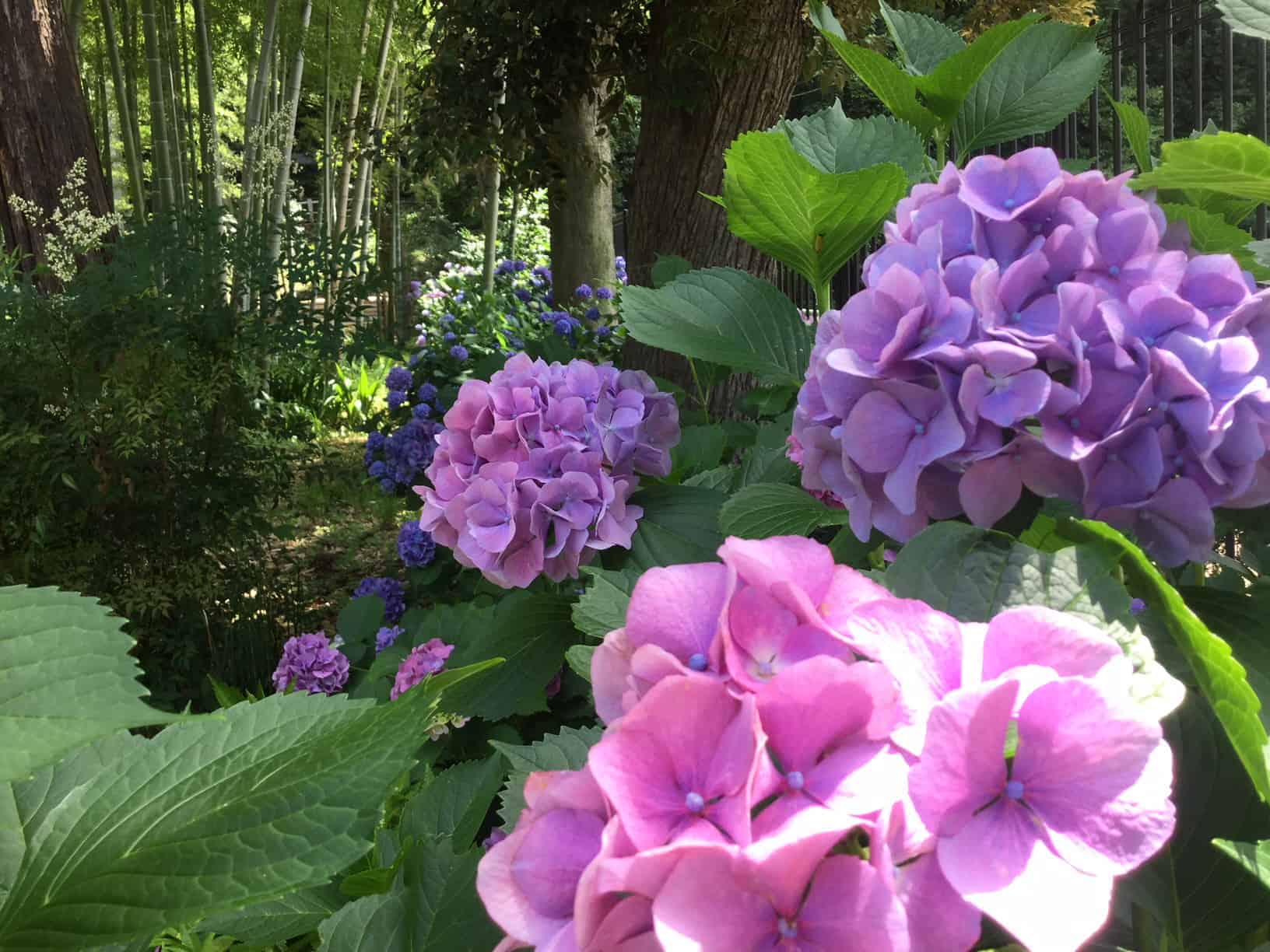 紫陽花 maxresdefault.jpg