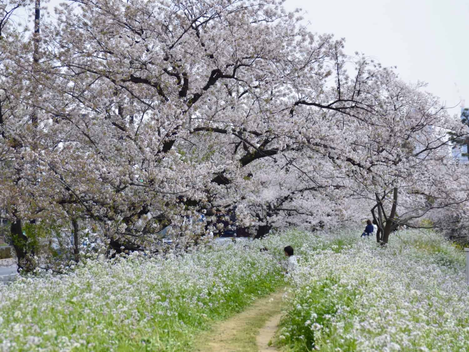 玉川台に「五郎様の森緑地」 世田谷区の自然観察林を整備・公開