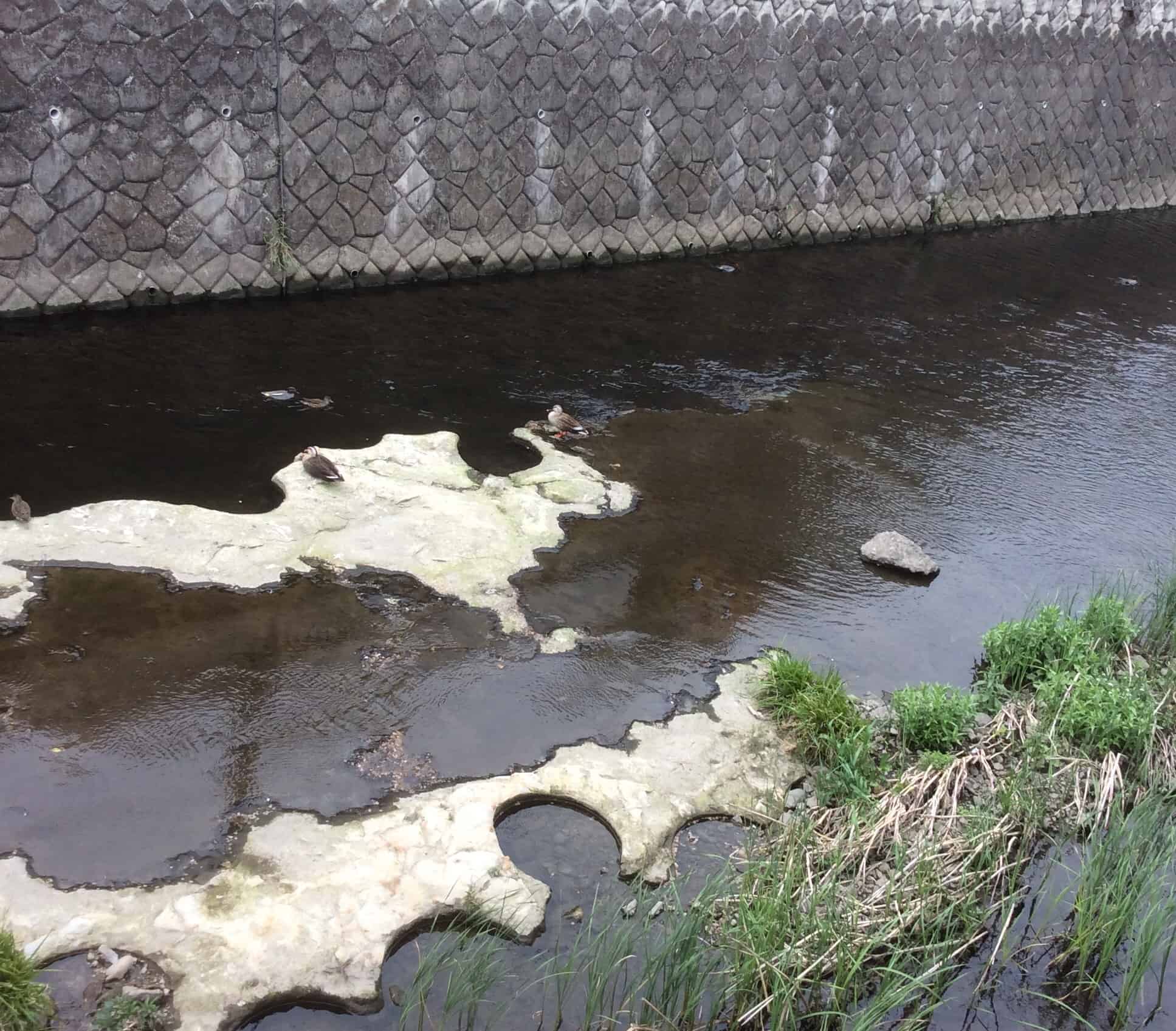 花さんぽ 14 丸子川 仙川 上総層 Futakoloco