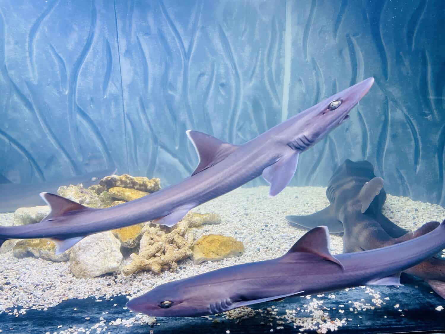 ニコタマ水族館へようこそ！おさかなスイスイミュージアム