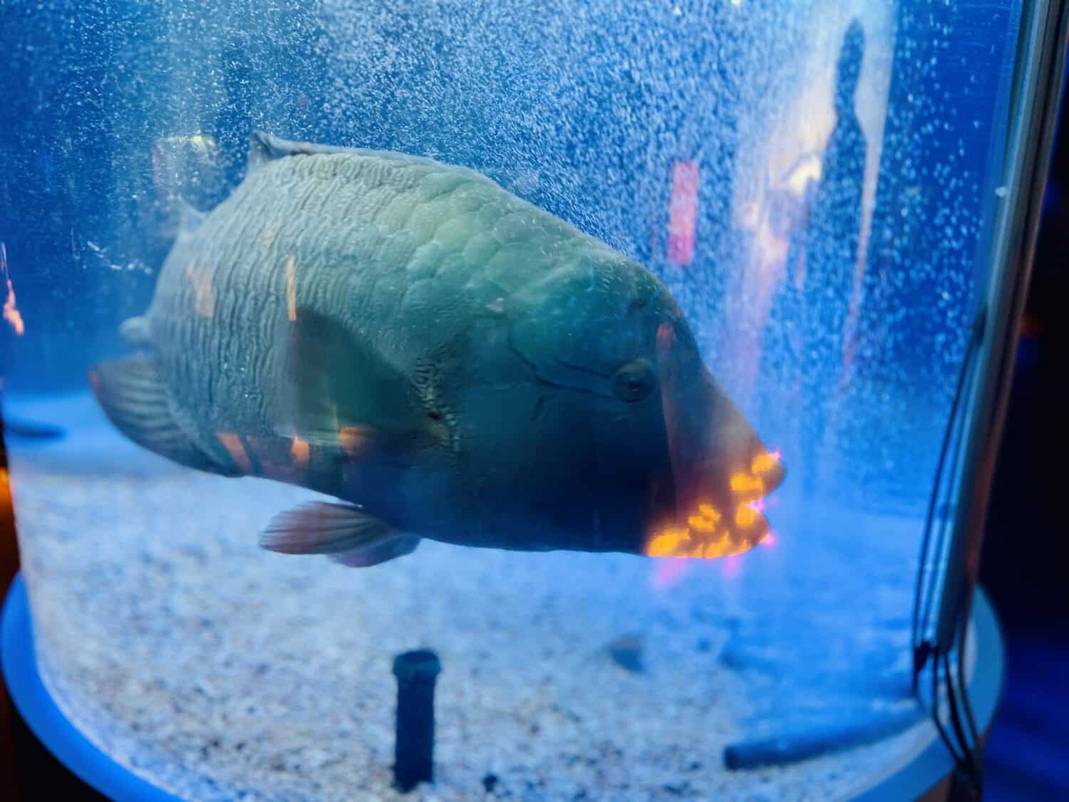 ニコタマ水族館へようこそ！おさかなスイスイミュージアム ナポレオンフィッシュ