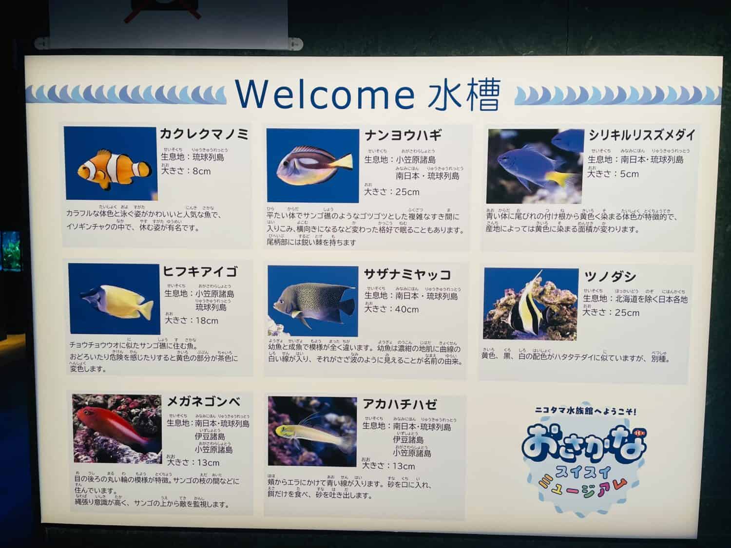 ニコタマ水族館へようこそ！おさかなスイスイミュージアム