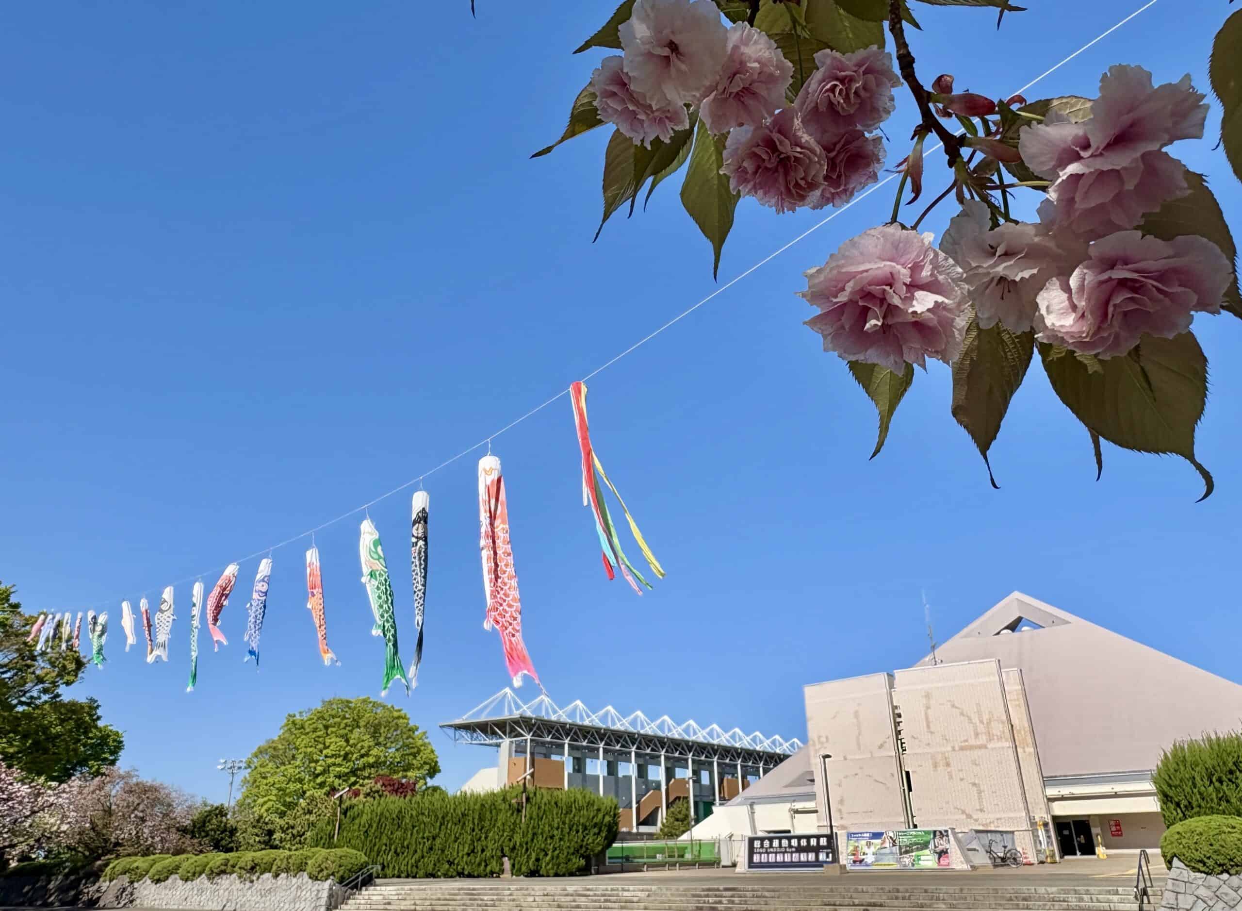 春レポ2025⑤大蔵運動公園で今年も鯉のぼり - futakoloco