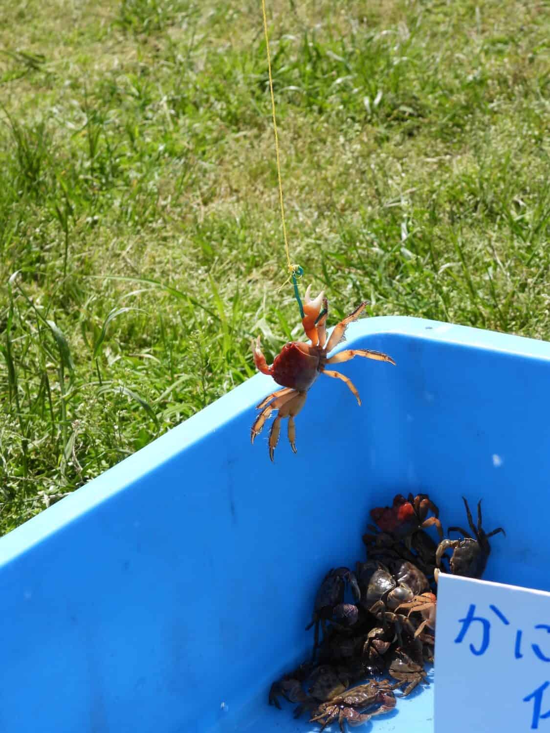 花みず木フェスティバル